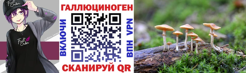 Купить  Приозерск  Псилоцибиновые грибы прущие грибы 